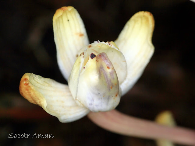 Yoania amagiensis