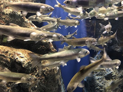 北の大地水族館 山の水族館