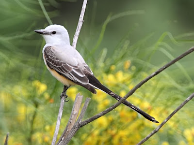 Scissor-tailed Flycatcher