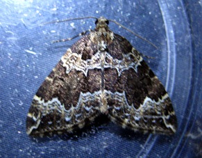 Muxton Marsh Moth Night 090410 019