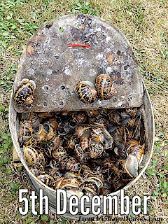 French Village Diaries advent calendar Snails Escargot food France