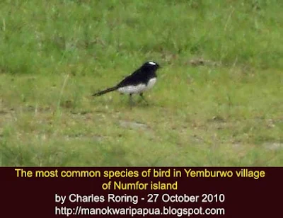 Willie Wagtail