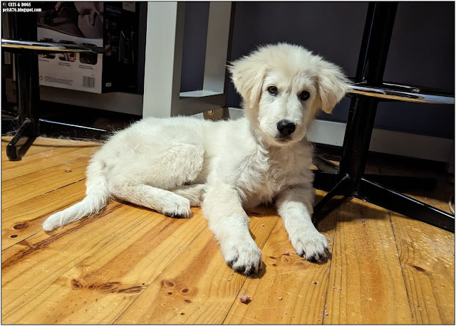 maremma sheepdog