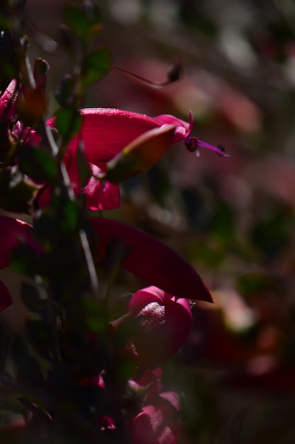 garden bloggers bloom day, gbbd, desert garden, february, small sunny garden, amy myers, eremophila valentine, emu bush