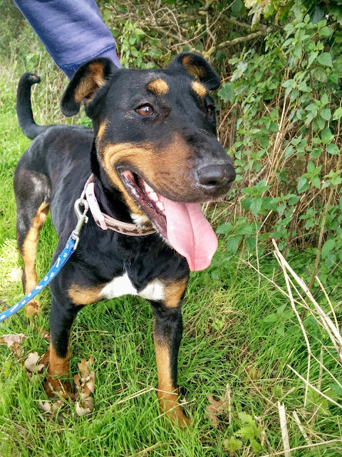 Passionately Sam, Dog Walking at Hilbrae Animal Rescue, Stellar