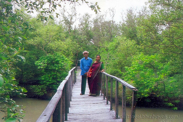 Board walk at Muthupettai mangrove