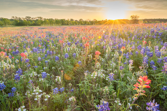 Bluebonnets and Indian Paintbrush along FM 1181 near Telico, TX