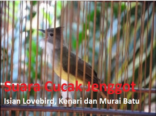 suara cucak jenggot