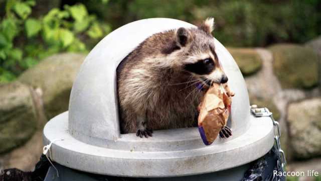 Raccoon Nutrition is a Fundamental Factor in Health.