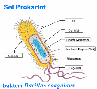 Struktur Sel Prokariotik