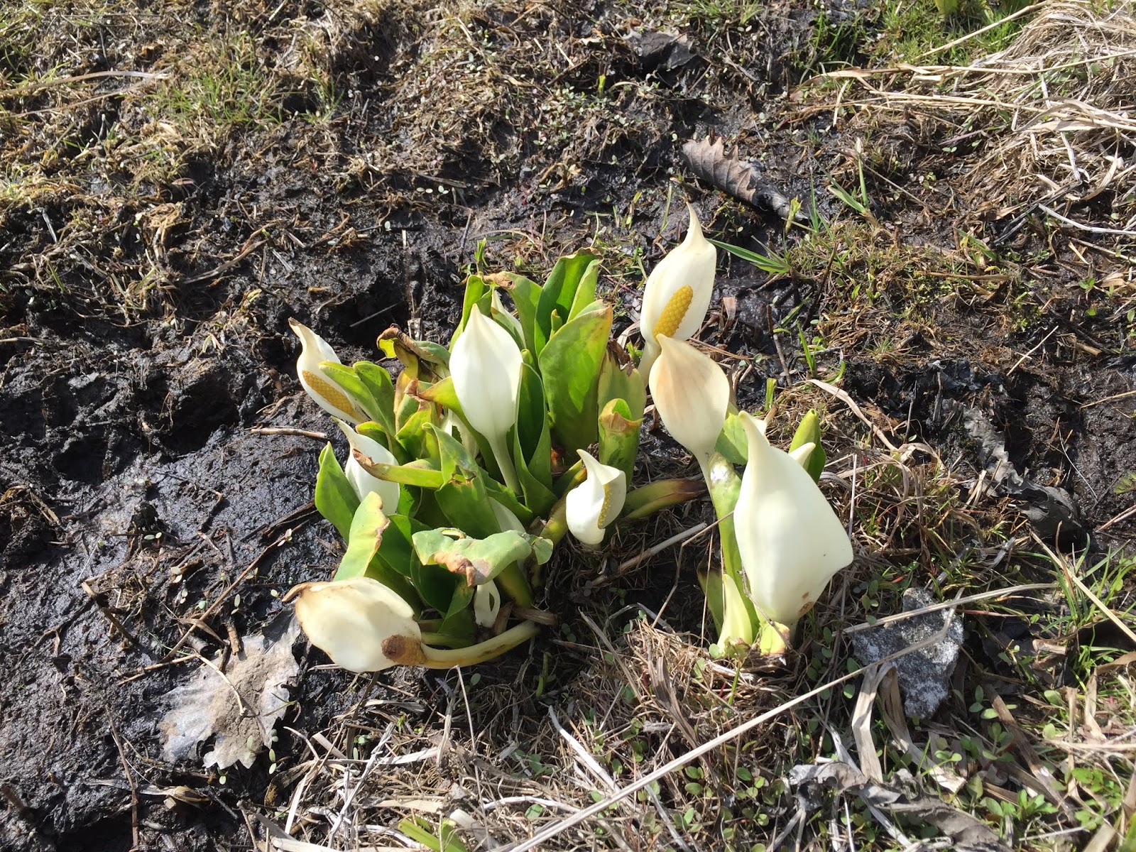 北海道旅遊的竅門 Hokkaido Travel Tips 水芭蕉 Skunk Cabbage