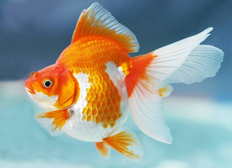 Artikel Tentang Cara Memelihara Ikan Mas Koki Kumpulan 