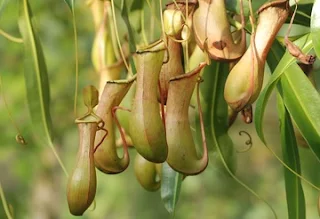 pitcher-plant