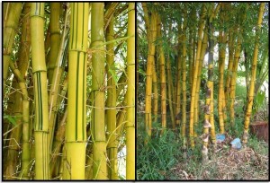  Kerajinan  dari bambu  Kerajinan  bambu  murah Kerajinan  