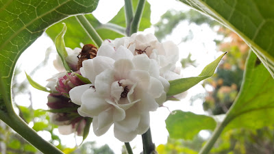 clerodendrum philippinum