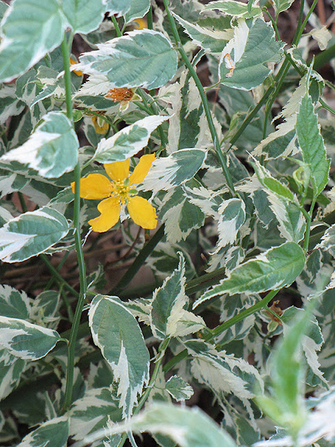 Kerria japonica 'Picta'