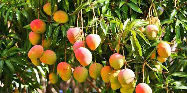 How MANGOES are Farmed in Australia 