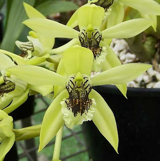 Coelogyne pandurata Daftar anggrek langka di indonesia