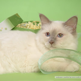  foto-foto kucing persia lucu @ Digaleri.com