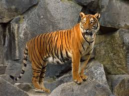 Best Latest HD tiger beautiful photos images pic wallpaper free download 36
