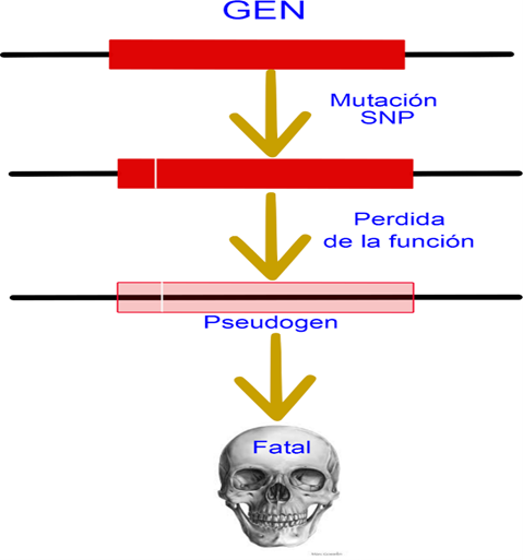 Defuncionalización deletérea. La defuncionalización es un proceso común, cuando un gen vital pierde su función, el indivioduo muere en el embrión o se genera una enfermedad en cualquier momento de la vida, disminuyendo la aptitud darwiniana del individuo.