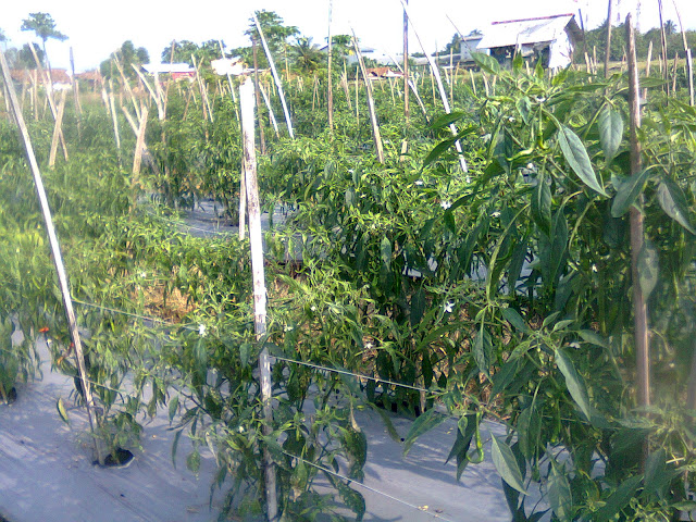 Tanaman Cabe Merah di Lahan Sawah