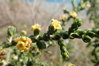 Thymelaea hirsuta