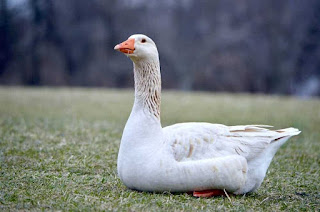 Is Goose a Duck?