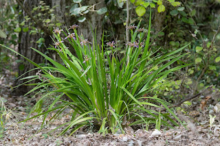 lirio-hediondo-iris-foetidissima-
