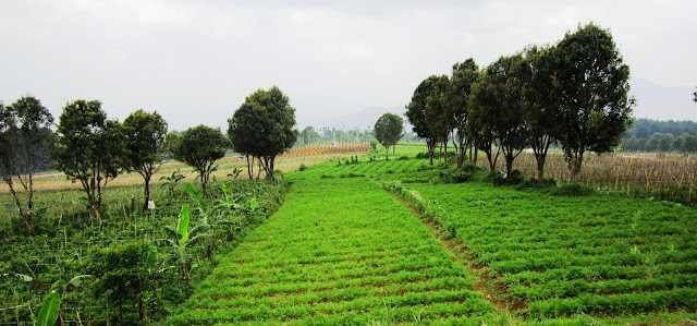 perkebunan-cianjur