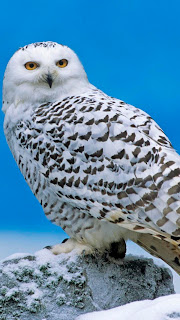 Best HD Snowy Owls Wallpapers for iPhone 5