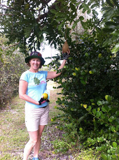 Orange Trees planted by Vince Trapper Nelson at his homestead in Jonathan Dickson State Park, Jupiter, Florida