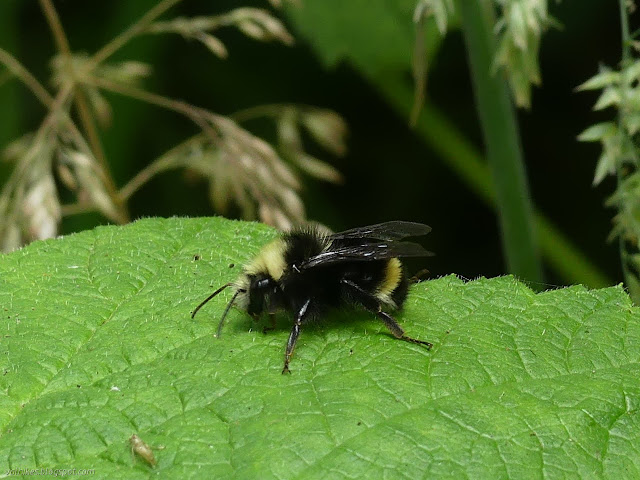 furry bumble bee