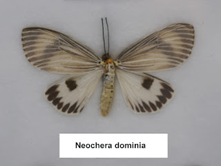 Neochera dominia