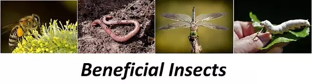 कीट क्या होते हैं (Insects):कीट वर्ग के प्रमुख लक्षण, कीट और मनुष्य,कीट नियंत्रण