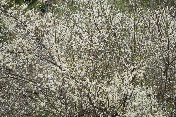 嘉義梅山公園梅花盛開像雪景，3千棵老梅樹好壯觀，森林步道賞景