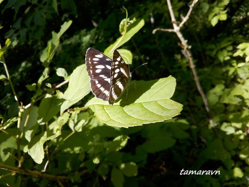 Бабочка пеструшка (Neptis sp.)