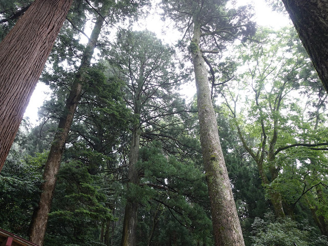 鳥取県西伯郡伯耆町岩立　岩立神社巨樹群