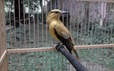 burung kepodang batu