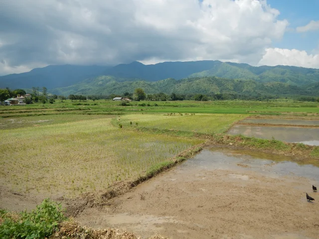필리핀 누에바에시하(Nueva Ecija) 농장 투어