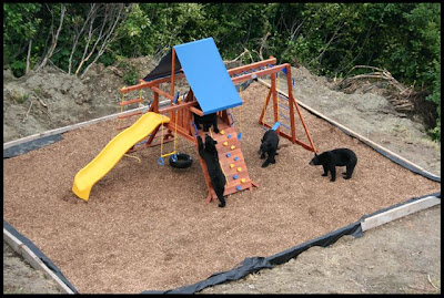 unwanted visitor playing at new playground