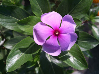 this is a vinca flower