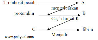 Soal Lat. PAT Biologi Kelas 11 Th. 2019