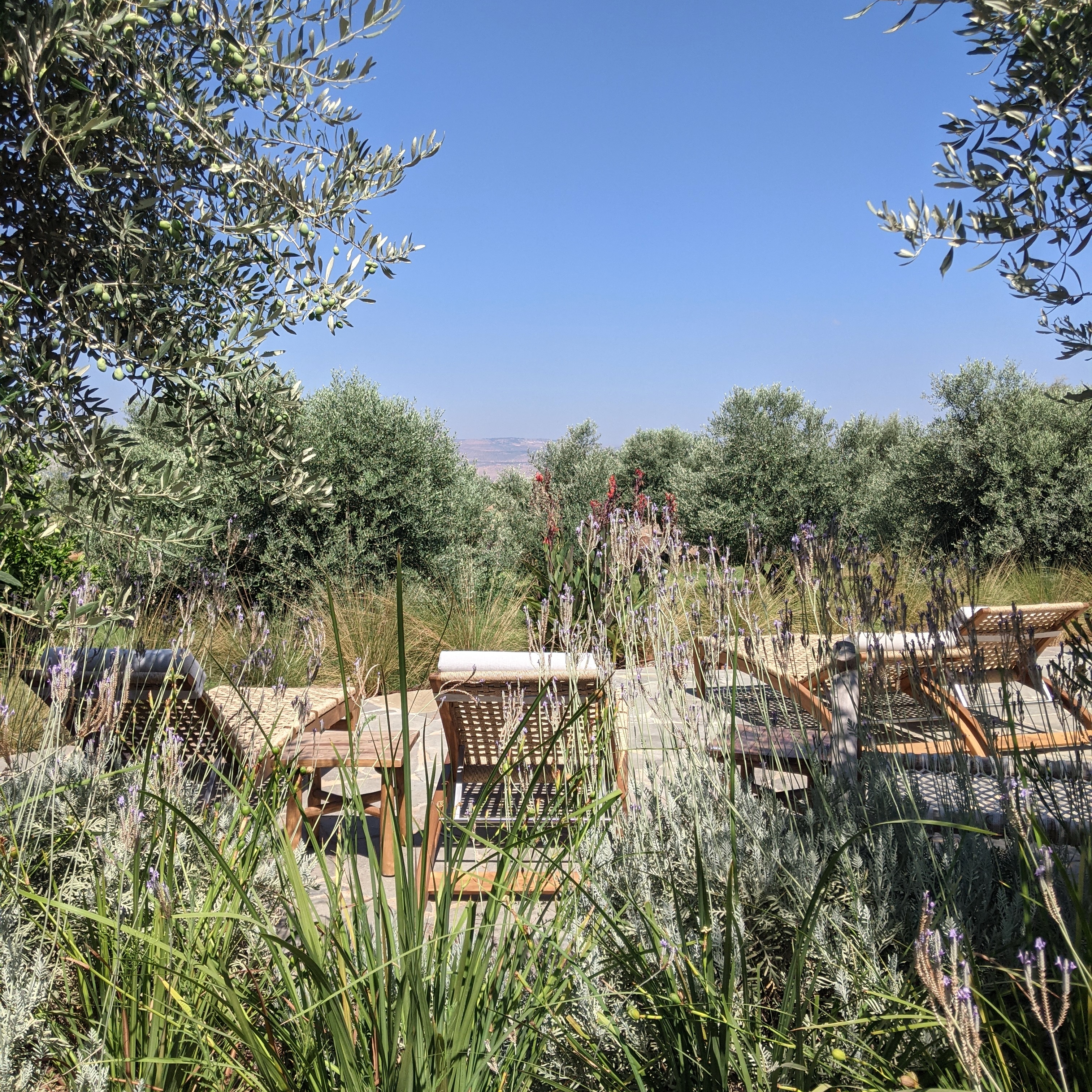 olive trees and wild flowers surrounding pereh hotel and mountain resort in the golan heights, israel