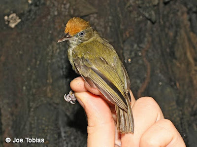 Tawny-crowned Greenlet