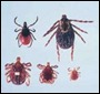 ticks