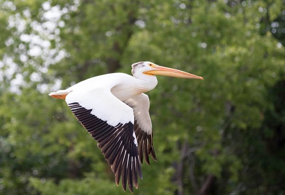 American White Pelican