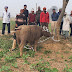  खूनी भैंसे को युवकों ने पकड़ा