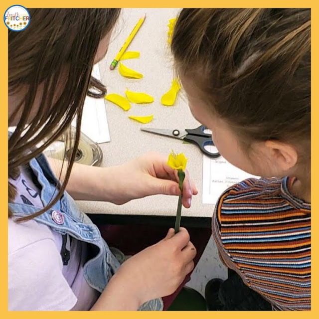 daffodil dissection elementary classroom