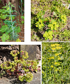 Clockwise from top left: Caper Spurge, Sun Spurge, Wood Spurge and Petty Spurge.